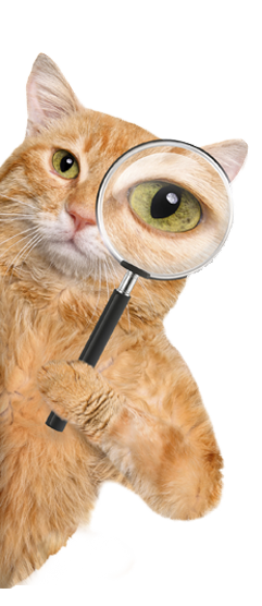 Pawz With Us | A Luxury Feline Resort – Hotel for Cats