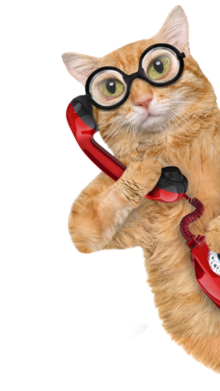 Pawz With Us | A Luxury Feline Resort – Hotel for Cats